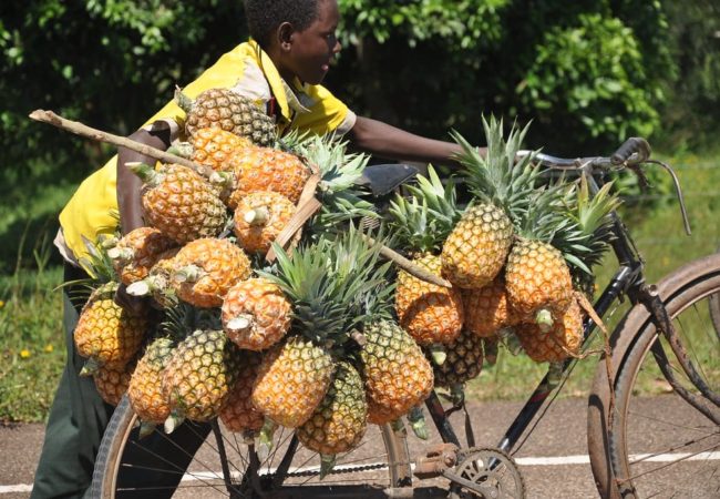 Pineapple_Bike